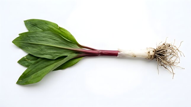 Fresh wild garlic ramps with green leaves and red stems, organic forest leeks with roots on white background, raw spring ramps for culinary cooking