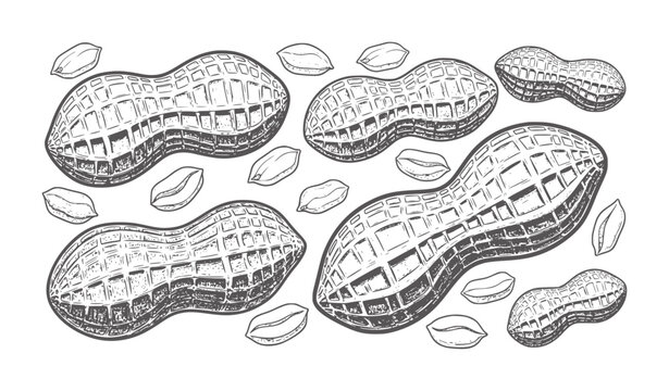 Hand drawn of peanuts and shells scattered white food