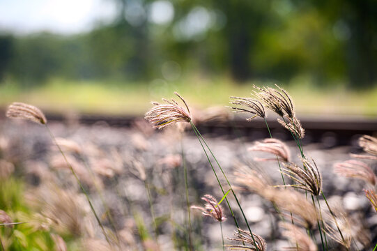 grass seed heads Queensland countryside during summer