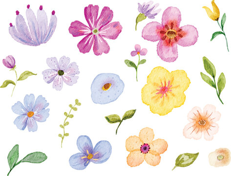 Watercolor Flower Collection Illustration