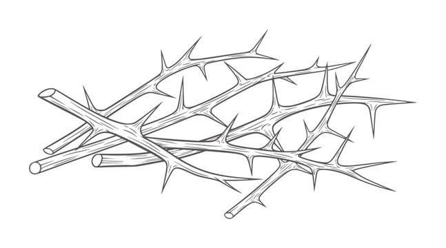 Of sharp thorny branches intertwined thorns prickly natural