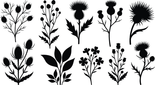 Scottish Thistle Floral Silhouette Icon Set Featuring Wild Field Flowers Thorny Leaves and Meadow Botanical Elements Flat Vector Graphic Illustration
