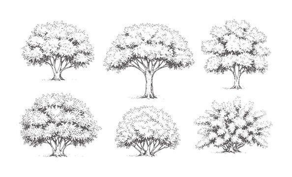 Six hand drawn black ink trees and bushes white nature plant foliage