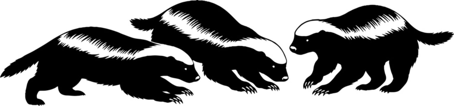 Three black and white skunks in motion silhouette.