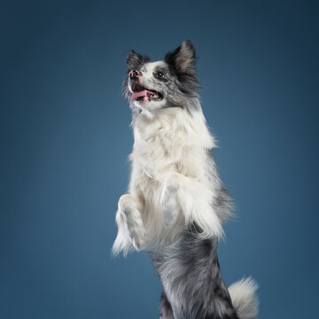 A border collie is captured mid-jump against a dark background, looking graceful and powerful.