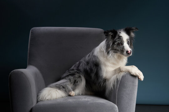 A border collie sits upright on a dark grey chair, attentively watching something off-camera.