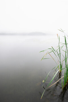 Soft rain on cattail reeds by lake shore