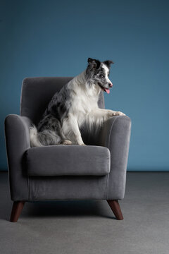 A border collie sits upright on a dark grey chair, giving a noble and attentive look.