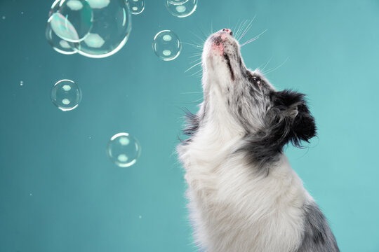 A border collie is interacting with multiple soap bubbles in mid-air, appearing excited.