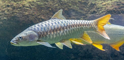 Close-up view of a Young Golden mahseer (Tor putitora) © Henner Damke