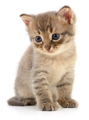 Cute Grey Tabby Kitten Sitting Isolated on White Background © Anatolii