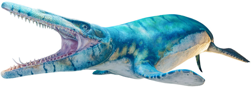 Close-up side view of a Tylosaur - isolated on White background