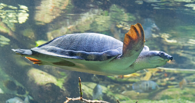 Side Close-up view of a diving Pig-nosed turtle (Carettochelys insculpta)