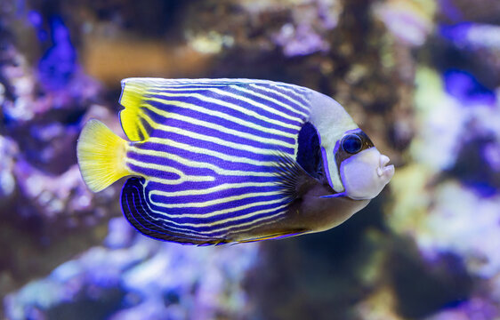 Close-up view of an Emperor angelfish (Pomacanthus imperator)

