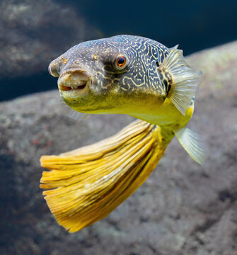 Frontal Close-up view of a Fresh water puffer fish (Tetraodon mbu)
