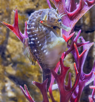 Close-up view of a Big-belly seahorse (Hippocampus abdominalis)