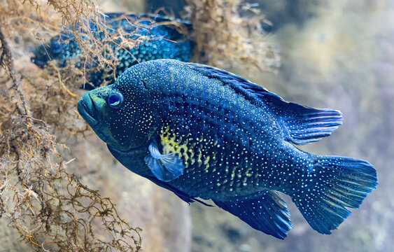 Close-up view of Black Diamond Cichlid (Paratilapia polleni)