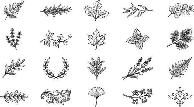 Vintage Hand Drawn Botanical Elements Set with Leaves Herbs Laurel Wreath and Foliage Branches Vector Illustration for Rustic Logo and Invitation Designs