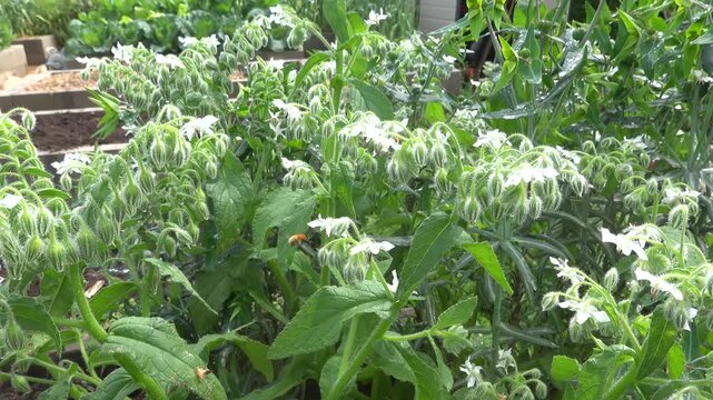 Close up of bumblebees flying over blue borage flowers, pollinating plants in an organic family garden