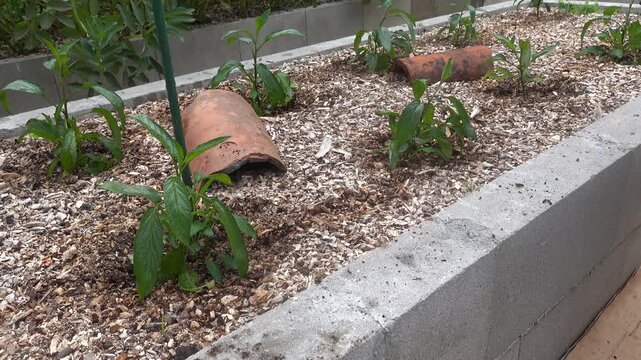 Man installing a plant support stake in a wooden raised bed with organic mulch urban garden