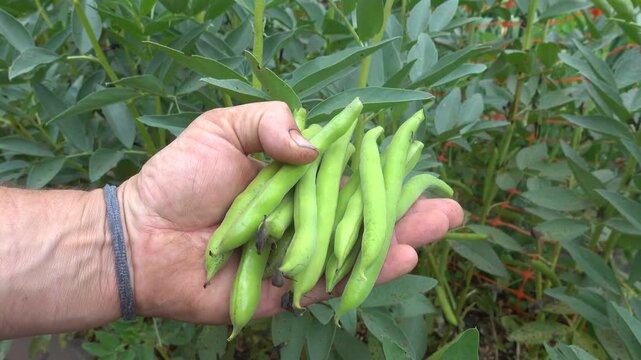 Medium shot of a man showing freshly harvested fava beans in a family garden with broad bean plants in the background