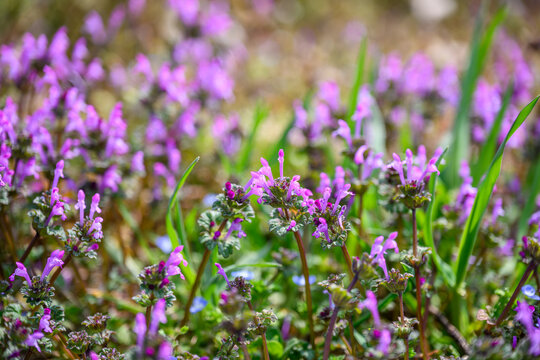 Purple Henbit Deadnettle Wildflowers Blooming in Spring Sunlight