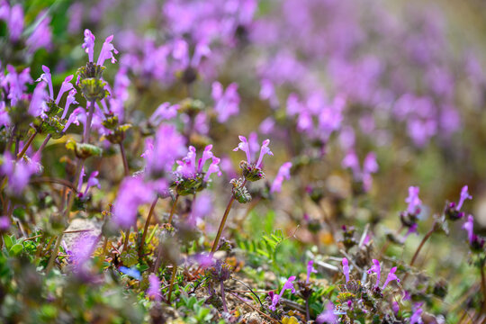 Purple Henbit Deadnettle Wildflowers Blooming in Spring Meadow Sunlight
