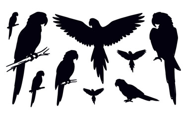 Fototapeta premium Parrot Tropical Bird Silhouette Set