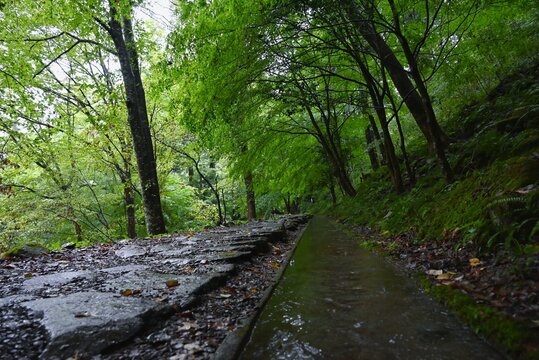 付知峡の深い森を進む雨上がりの静かな遊歩道  
Quiet forest trail in Tsukechi Gorge after rainfall
