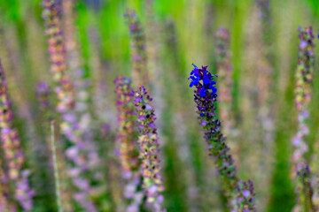 Fototapeta premium Flowers bloom in a garden during spring with bright colors and green background