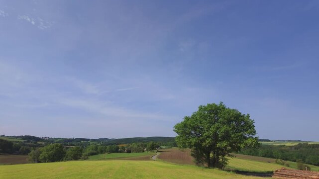 Panoramic View of Rolling Countryside with Lone Oak Tree in Haute Fagnes Region Thommen Belgium Summer