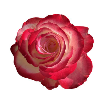 Bi Color Red White Rose Bloom Close Up