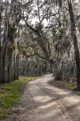 Fototapeta premium Dappled sunlight filters through ancient oak trees. Moss hangs thickly from gnarled, leafless branches. Dirt path winds gently through quiet forest. Trees stand tall, framing a peaceful, sunlit trail
