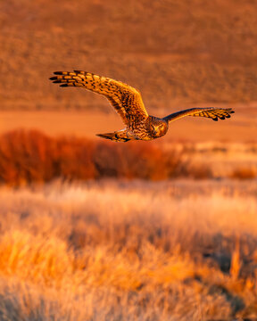 Harrier Hawk hunting over river at sunset