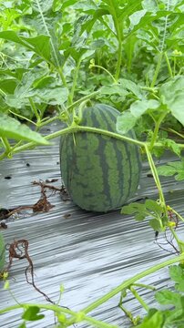 Green watermelon growing on vine in garden with large leaves and stems on mulch film