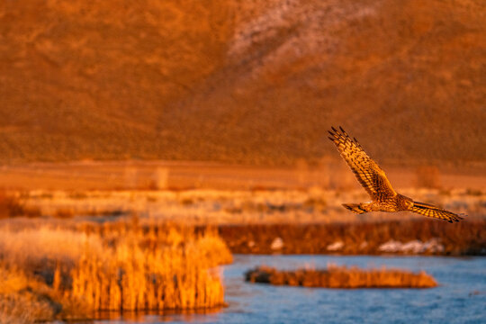 Harrier Hawk hunting over river at sunset