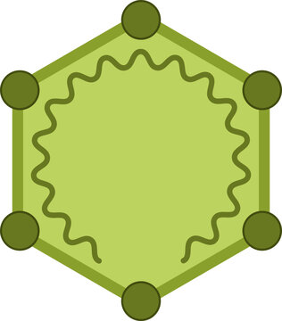 Parvovirus