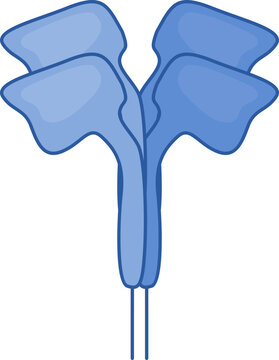Paramyxovirus Hemagglutinin