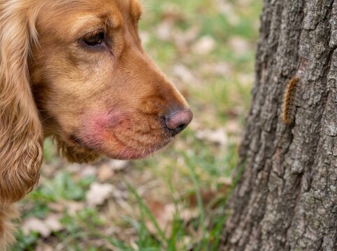 Redness on a dog's muzzle due to contact with an oak processionary moth caterpillar