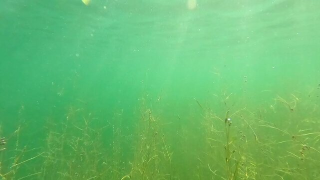 Underwater View of Pondweed Algae and Sun Rays in Clear Green Lake Water