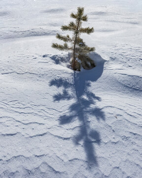 Small pine tree growing in snow