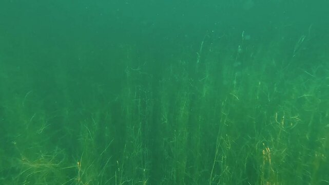 Underwater View of Pondweed Algae and Sun Rays in Clear Green Lake Water