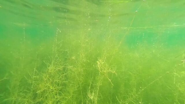 Underwater View of Pondweed Algae and Sun Rays in Clear Green Lake Water