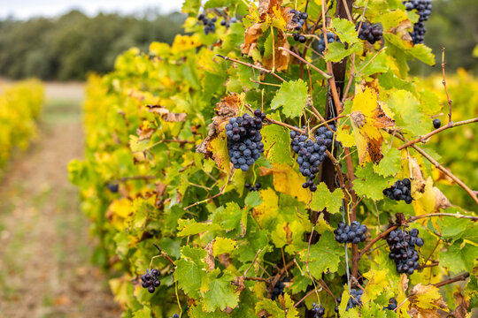 Close-up of wine grapes on vine