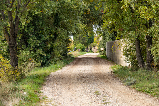Empty treelined country road