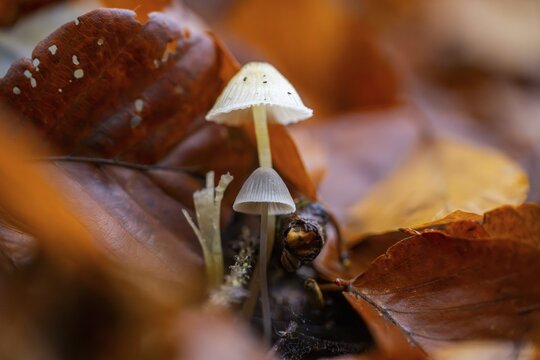Milky mycena (Mycena galopus) mushroom in a forest in autumn, Bavaria, Germany