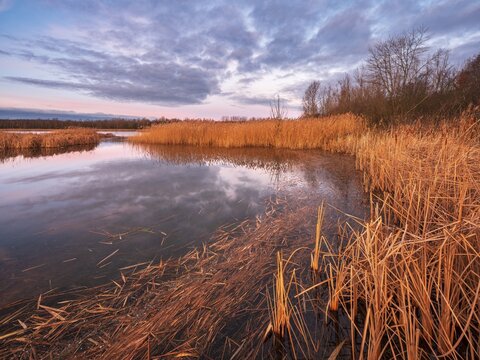 Lake with reeds at sunrise in winter, Schladitzer See, Saxony, Germany