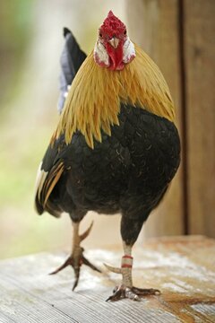 Bantam, bantam chicken (Gallus gallus f. domestica) cock, animal portrait, Germany