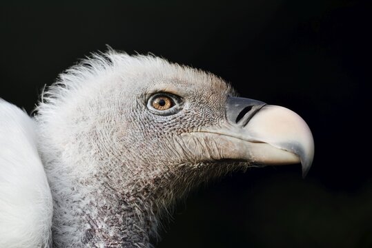 Barred vulture (Gyps rueppelli), portrait, captive, occurrence in Africa