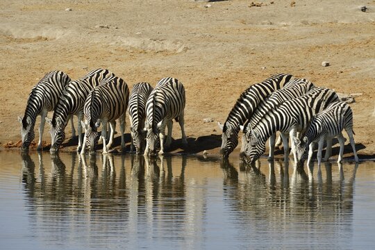 Herd of zebras (Equus quagga) drinking water at a waterhole, Ethosha National Park, Namibia